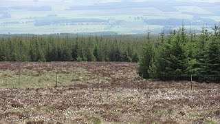 Forestry and Landscape Change in 20th Century Scotland [upl. by Kidd453]