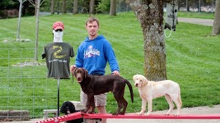 Train Two Labrador Retriever Puppies At The Same Time [upl. by Handbook370]