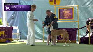 Ibizan Hounds  Breed Judging 2023 [upl. by Eceirehs]