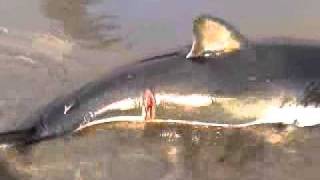 Baby Great White Shark in Morro Bay California [upl. by Mcnelly]