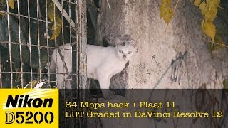 Nikon D5200 64Mbps  Flaat 11  LUT Graded in DaVinci Resolve 12 [upl. by Mickey]