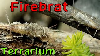 Building a Bioactive Insect Terrarium │FIREBRATS  Thermobia domestica These are not silverfish [upl. by Oelc]