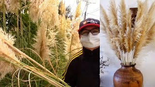 How to make your own Pampas Grass Decor [upl. by Agace]