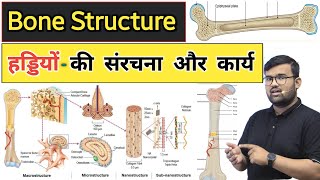 Bone Structure  हड्डियों की संरचना  Anatomy and Physiology  Skeleton System  Osteology  Biology [upl. by Hinson11]