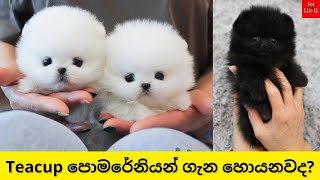 Teacup Pomeranian  මිල අධිකම චුටි සයිස් පොමරේනියන්  Teacup Pomeranian Sinhala  Pet life lk [upl. by Kalman]