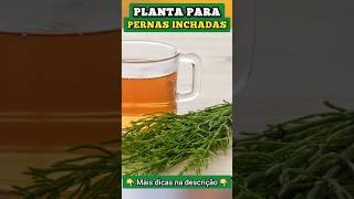 Planta para PERNAS INCHADAS [upl. by Nacul]