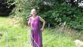 Black Locust permaculture food forest tree [upl. by Shelagh]