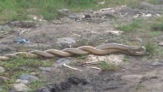 Snake love making scene at West Bengal captured by PRAVEEN SINGH [upl. by Winton]