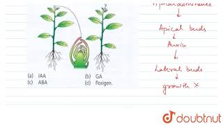 The hormone responsible for apical dominance is [upl. by Dnomyaw]