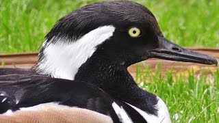 Hooded Merganser Male [upl. by Avla]