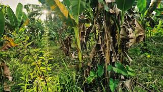 Lot for sale 15 hectare clean title with coconut amp bananas trees at Aloguinsan Cebu 400sqm [upl. by Aymer]