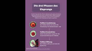 Erster Eisprung in Echtzeit gefilmt [upl. by Eenet]