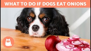 What Happens if a DOG EATS ONION 🐶🧅 ONION POISONING and WHAT TO DO [upl. by Damian]