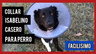 como hacer un collar isabelino para perros con radiografías [upl. by Angell407]