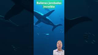 BALLENA JOROBADA EN SU HÁBITATballenajorobada animales [upl. by Wilburn]