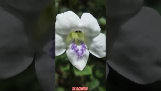 😮Have you seen Asystasia gangetica flowersloldnew shorts natural educational [upl. by Jeri884]