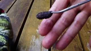 Huge Botfly Maggot Removed From A Chipmunk Cuterebra Larva [upl. by Fadil]