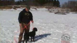 Gundog Training Collar Whoa With Tom Waite visit wwwgundogtrainercom [upl. by Anoli]