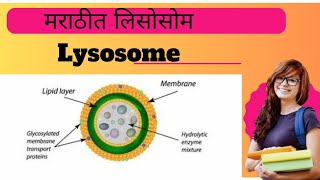 Lysosome Explained l Biology l [upl. by Dyrrej106]