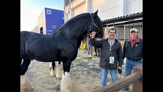 Canal del Caballo en Fiera Cavalli Verona Italia [upl. by Marala]