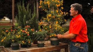 How to Trim Vining Lantana  Garden Savvy [upl. by Carling32]