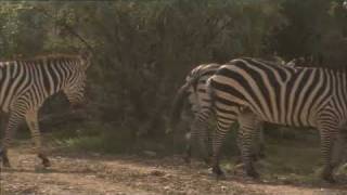 Zebra Breeders in Utah  Americas Heartland [upl. by Nnylarak]