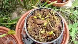 Keeping Venus Fly traps Outside [upl. by Aronoh]