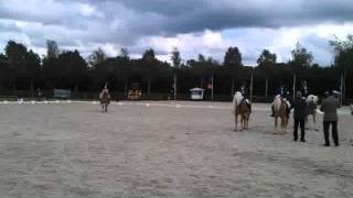 Ontspoorde haflinger hengst uit zijn plaat [upl. by Adan313]