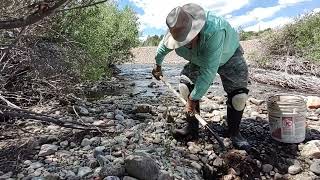 Gold Panning and Sluicing in Fairplay Colorado July 2022 [upl. by Kaete452]