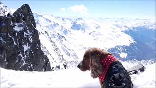 VLOG Skifahren mit Hund  Barney auf dem Kaunertaler Gletscher [upl. by Otreblasiul]