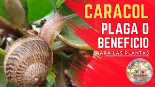 Caracol es una plaga o un beneficio para las plantas plagas plantas beneficios [upl. by Esyahc]