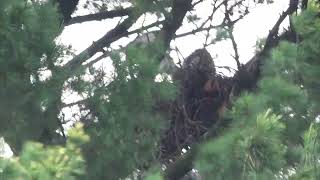 NYBG Hawk Nest 53024 [upl. by Akamahs487]