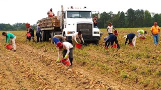 Mass Harvesting And Processing Of Agricultural Products In 2023  Farming Documentary [upl. by Francie168]