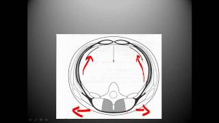 Thoracolumbar fascia biomechanics [upl. by Ayhtak828]