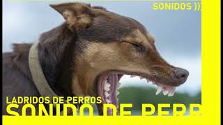 SONIDOS LADRIDO DE PERROS [upl. by Desma92]