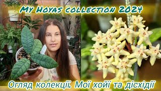 Огляд колекції Мої хойї та дісхідії ч1 My Hoyas collection 2024 [upl. by Drusie]