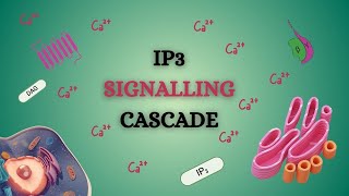 IP3 Signaling Cascade Animation  Biochemistry  Kinnaird College [upl. by Xella568]