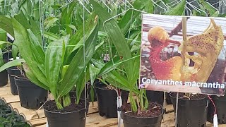 Promo Anggrek Coryanthes macrantha Idaman super Cantik [upl. by Leschen]