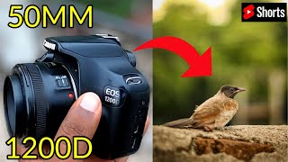 Canon 1200d and Canon 50mm Bird Photography  Shorts [upl. by Eugeniusz]