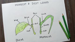 Monocot amp Dicot Leaves Diagram  Label Drawing Of Monocot amp Dicot Leaves  Science Diagram [upl. by Illyes212]