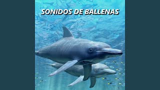 Ballena Sonidos Bajo el Agua [upl. by Paske]