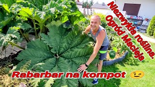 Ogród Macieja a w nim potężna Gunnera Manicata Egzotyczny ogród obok Gniezna Rabarbar na kompot 😉👍 [upl. by Dahs]