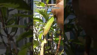 Hygrophila Corymbosa emersed aquraium plants aquascape subscribe [upl. by Enyawad]