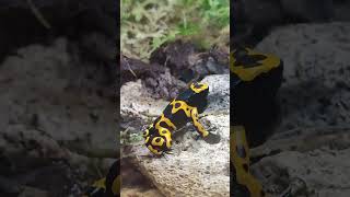 Dendrobates leucomelos такие древолазные и звонкие 🔔🔔🔔 [upl. by Enaelem]