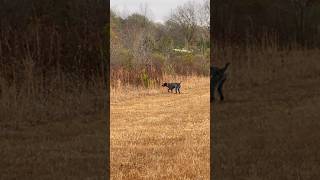 Hunting German wirehaired pointer locks up on quail [upl. by Ahsinrev]