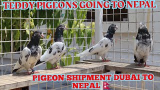 Pigeons Shipment Dubai to Nepal 🇳🇵 Pigeons Cargo to Nepal AJMANPIGEONCLUB [upl. by Atirys]