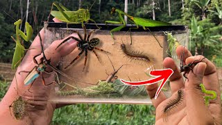 hunting insect in the wild‼️catch longhorn beetle praying mantis centipede weaver spider ladybug [upl. by Sileas]