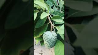 Cherimoya growing in California September 2024 [upl. by Inaliel13]