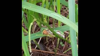 THEY WILL BECOME COCOON IN FEW DAY insects caterpillar cocoon butterfly lemon leaf insectlife [upl. by Spector]