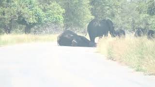 I thought the elephant was dead look what happened wildlife knp [upl. by Wagoner]